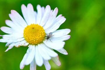 Fototapeta premium Fluffy field daisy close-up macro color general plan
