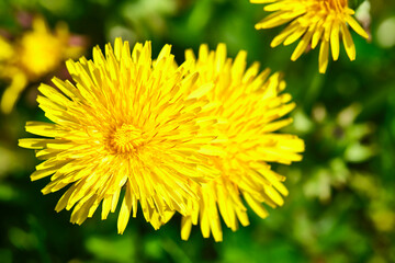 Fluffy yellow dandelion close-up view from above color