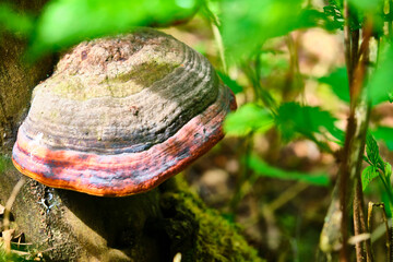 chaga mushroom on the trunk of an old tree color