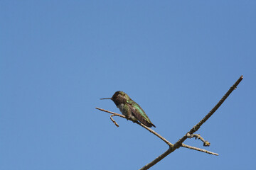 Male Annas Hummingbird (Calypte anna) perched on a bare twig with a closed eye against a blue sky.