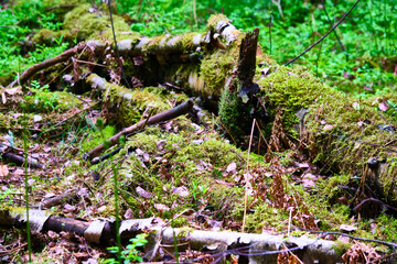 beautiful old fallen tree in the woods color