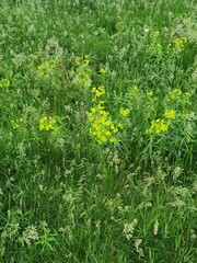 green grass and flowers