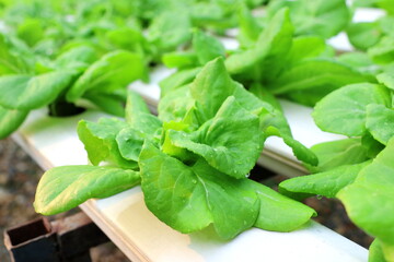 Fresh organic vegetable in hydroponic, without soil vegetable garden. Selective focus. Innovation for life concept.