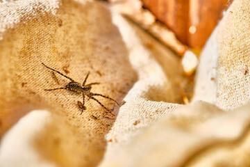 spider is sitting on a green leaf general plan selective focus