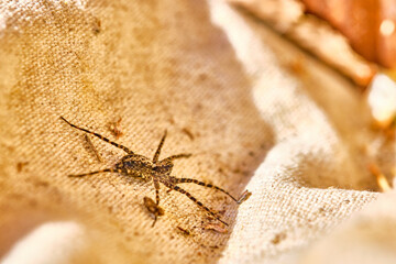 spider is sitting on a green leaf general plan selective focus