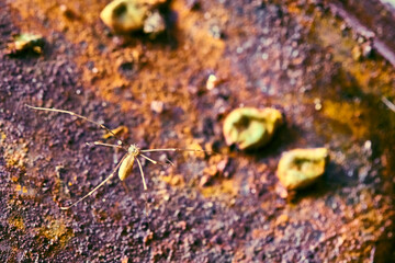 Spider sits on rusty iron. general plan macro