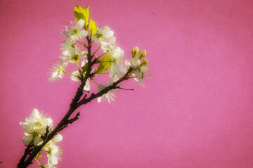 White cherry blossom branch over pink
