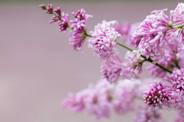 Blooming beautiful lilac tree in the garden. Pink flowers in spring