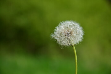 Pusteblume in der Nahaufnahme Löwenzahn mit grünen unscharfen Hintergrund