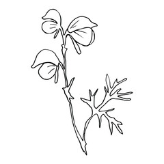 Vector. Aconitum flowers. Contours of flowers. Vector decor for wedding invitation.