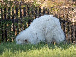 young Samoyed dog with white fluffy coat digging and sniffing at green grass garden. Cute happy...