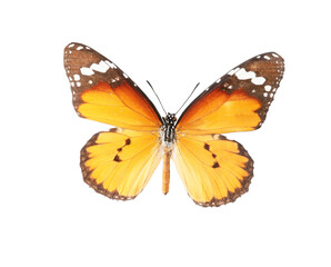 Obraz na płótnie Canvas Beautiful butterfly on white background