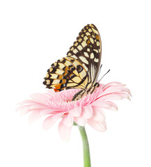 Fototapeta na wymiar Beautiful butterfly on flower against white background