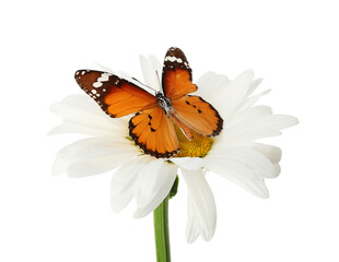 Beautiful butterfly on flower against white background