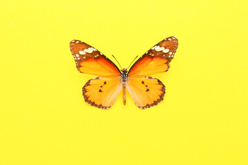 Fototapeta na wymiar Beautiful butterfly on color background