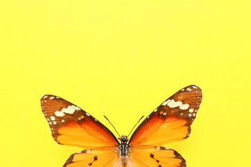 Beautiful butterfly on color background