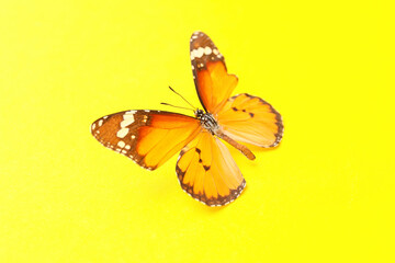Beautiful butterfly on color background