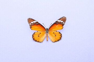 Fototapeta na wymiar Beautiful butterfly on color background