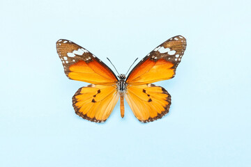Beautiful butterfly on color background