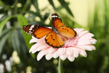 Beautiful butterfly on flower outdoors