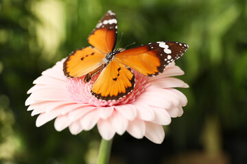 Beautiful butterfly on flower outdoors