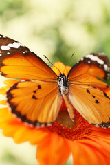 Beautiful butterfly on flower outdoors
