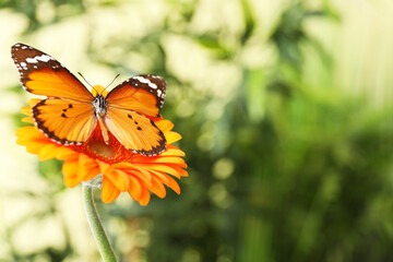 Beautiful butterfly on flower outdoors