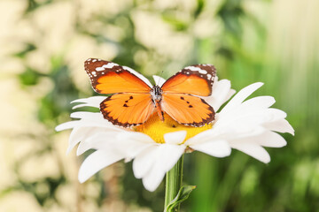 Beautiful butterfly on flower outdoors