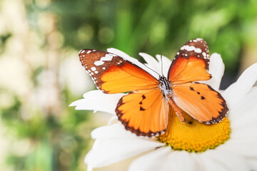 Beautiful butterfly on flower outdoors
