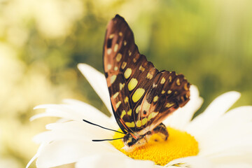 Beautiful butterfly on flower outdoors