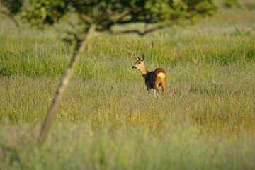 Roe Deer on a Meadow