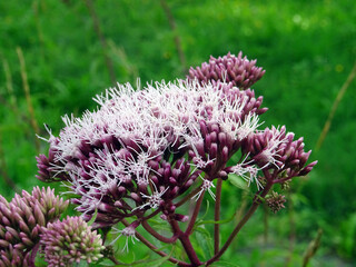 Fleurs violettes