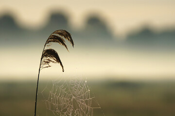 Cobweb with Dewdrops on a Foggy Gossamer Morning 
