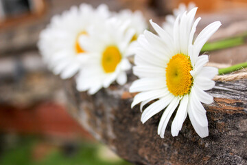 Obraz premium Daisy flower on a rope and on a wooden surface