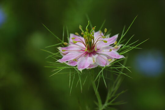 25 最適な クロタネソウ属 画像 ストック写真 ベクター Adobe Stock