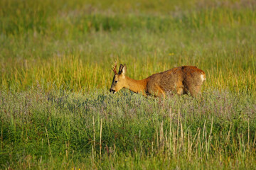 Roebuck, Profile View