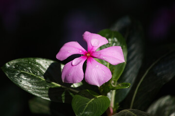 Rain drops on pink flowers