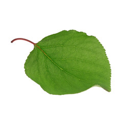 apricot leaf isolated on a white background