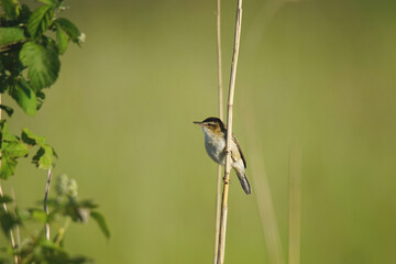 Sedge warbler clinging to a reed stalk