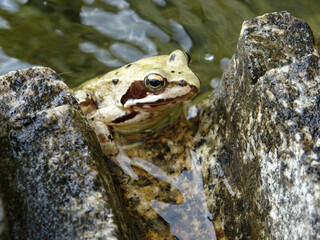 Grenouille sortant de l'eau