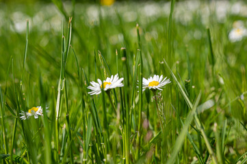 Green grass with small white daisy flowers background. Close up view of white small daisy in grass