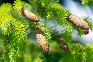 Young pine cone on a branch close-up