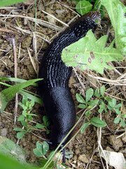 Limace noire