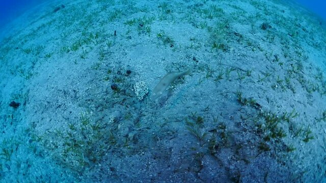 stingray swim underwater close up sting ray on sand ocean scenery