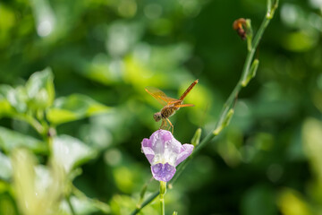 Dragonflies on flower