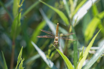 Dragonflies on leaves
