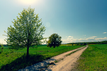 A gusty wind sways green crops on a field with a rut. Flowering trees on the horizon. Time lapse. Latvia