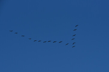 cranes fly in the V key in the blue sky