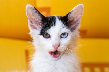 portrait of a little cat with heterochromia on a yelow background