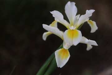 Spring blood branches in amazing colorful splendor